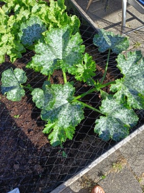 Nog 1 courgette plant