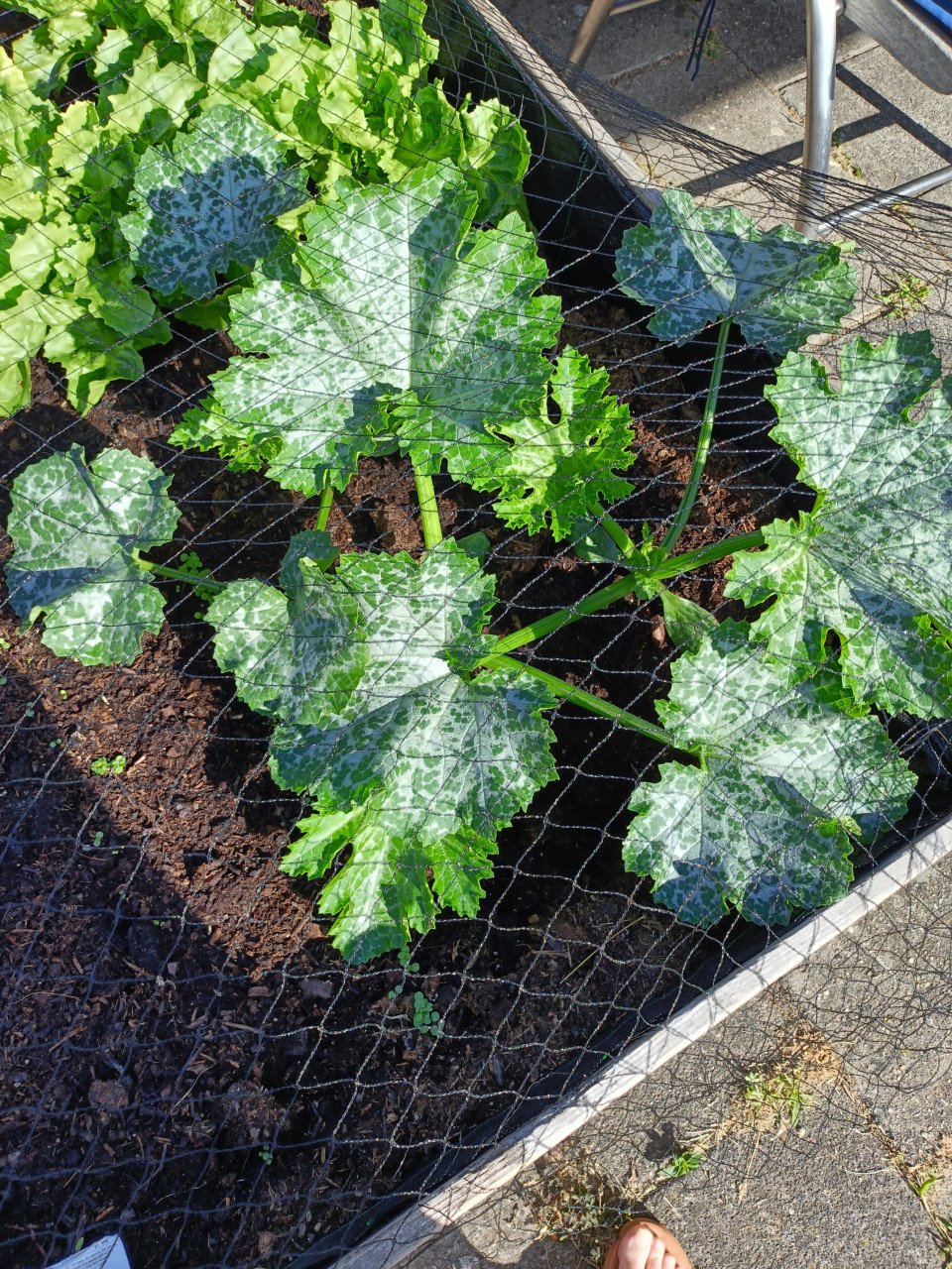 Nog 1 courgette plant