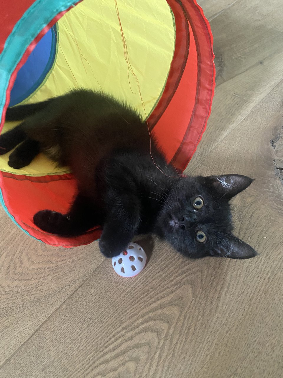 Kittens Bengaal- blauwe Rus
