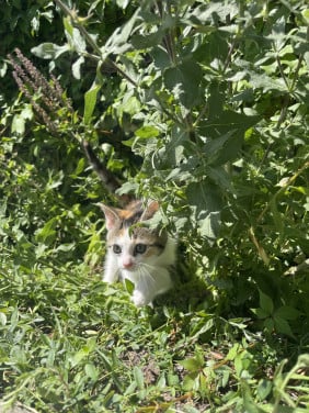 Kittens te koop