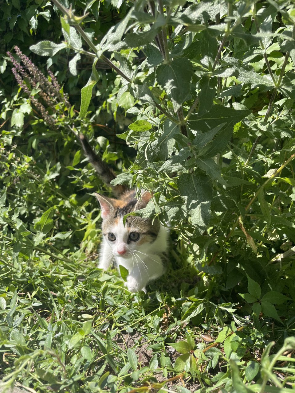 Kittens te koop