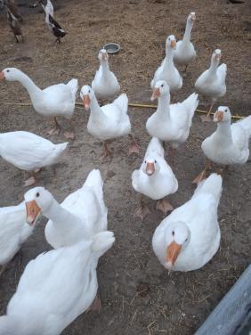 Jonge witte boerenganzen