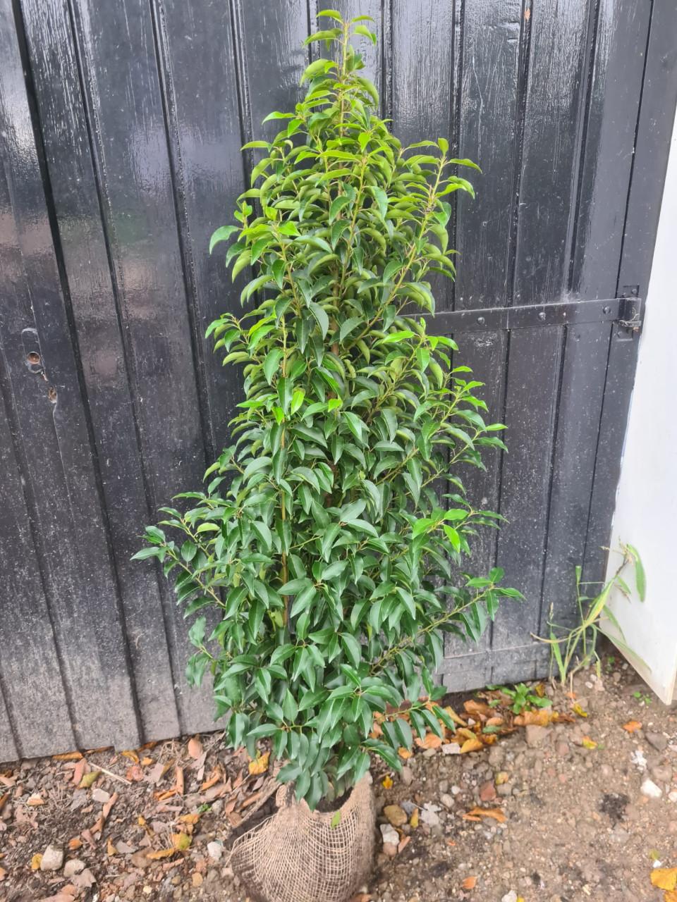 Portugese laurier haagplanten 125-150 cm direct af te halen