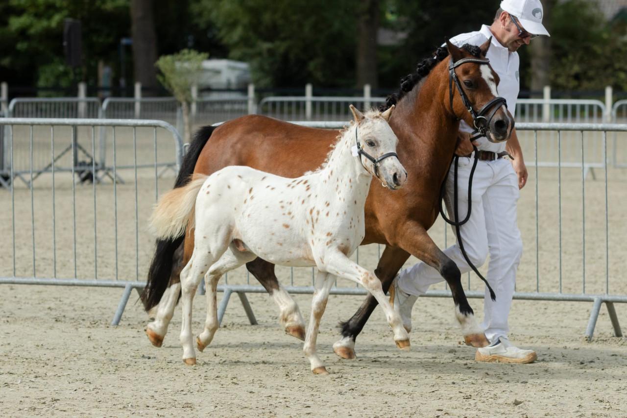 Diversen panterbonte appaloosa hengstveulens