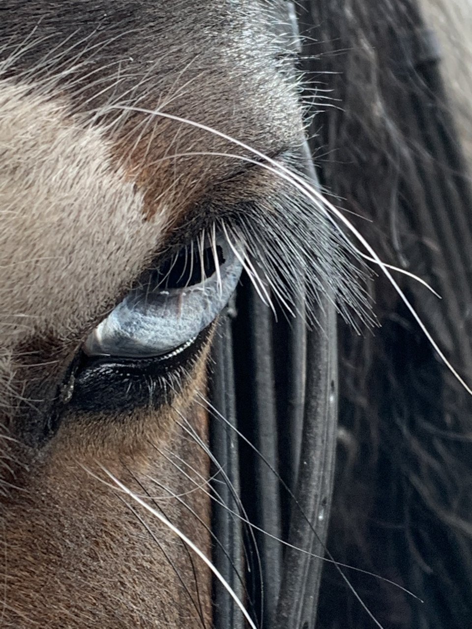 #Equi Pride# rust en ontspanning voor jouw en je paard?