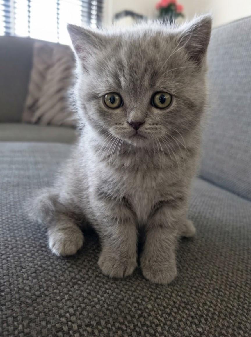 Britse korthaar kittens
