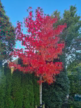 Amberboom - Liquidambar Worplesdon ca. 300 cm