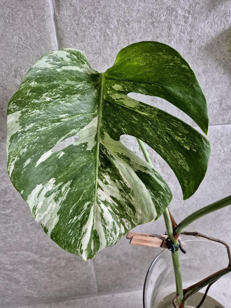 Monstera Albo variegata stek. Geworteld