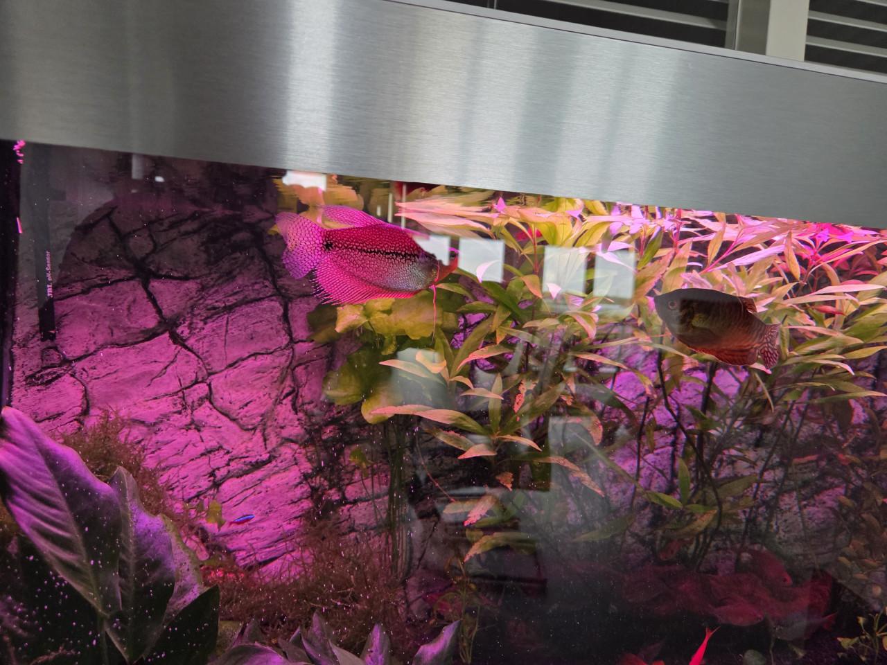 Vissen plus planten voor zoet water Aquarium