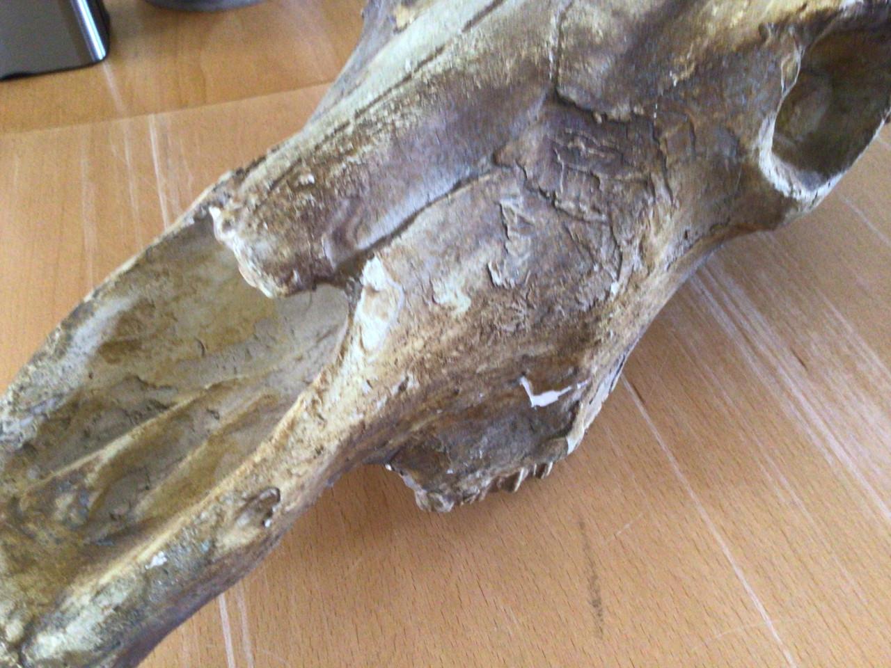 Decoratieve gipsen schedel van een waterbuffel