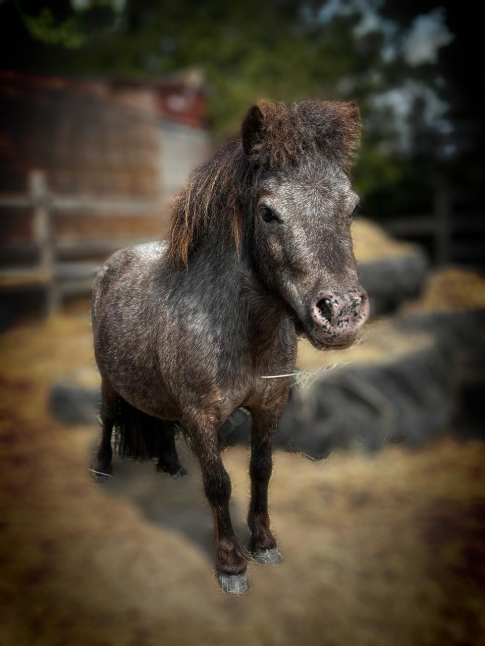 Verzorger gezocht voor onze mini pony’s 🐴❤️