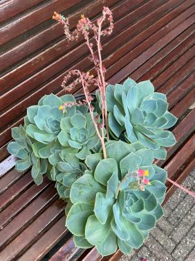 Prachtige Echeveria succulent met meerdere rozetten