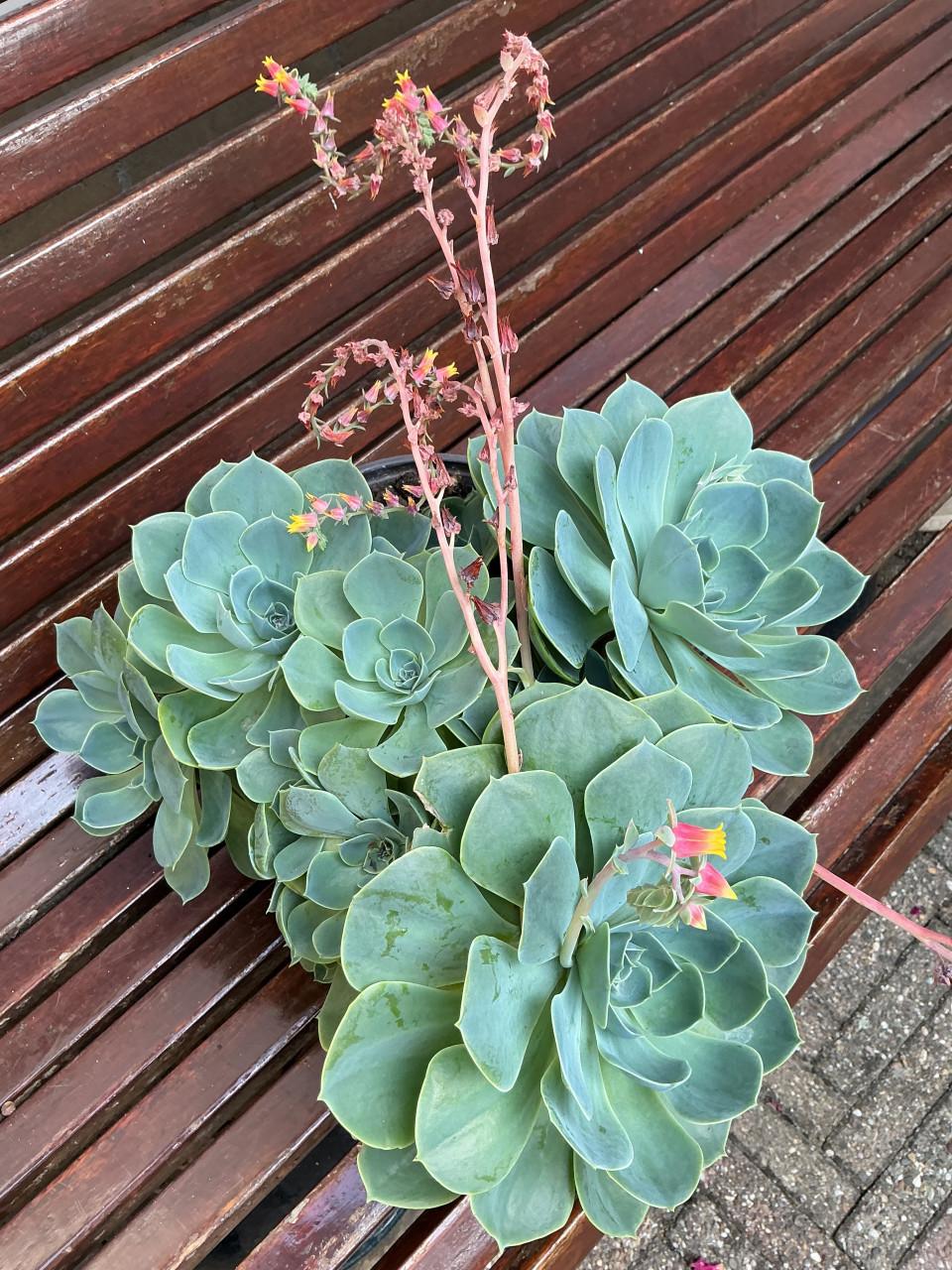 Prachtige Echeveria succulent met meerdere rozetten