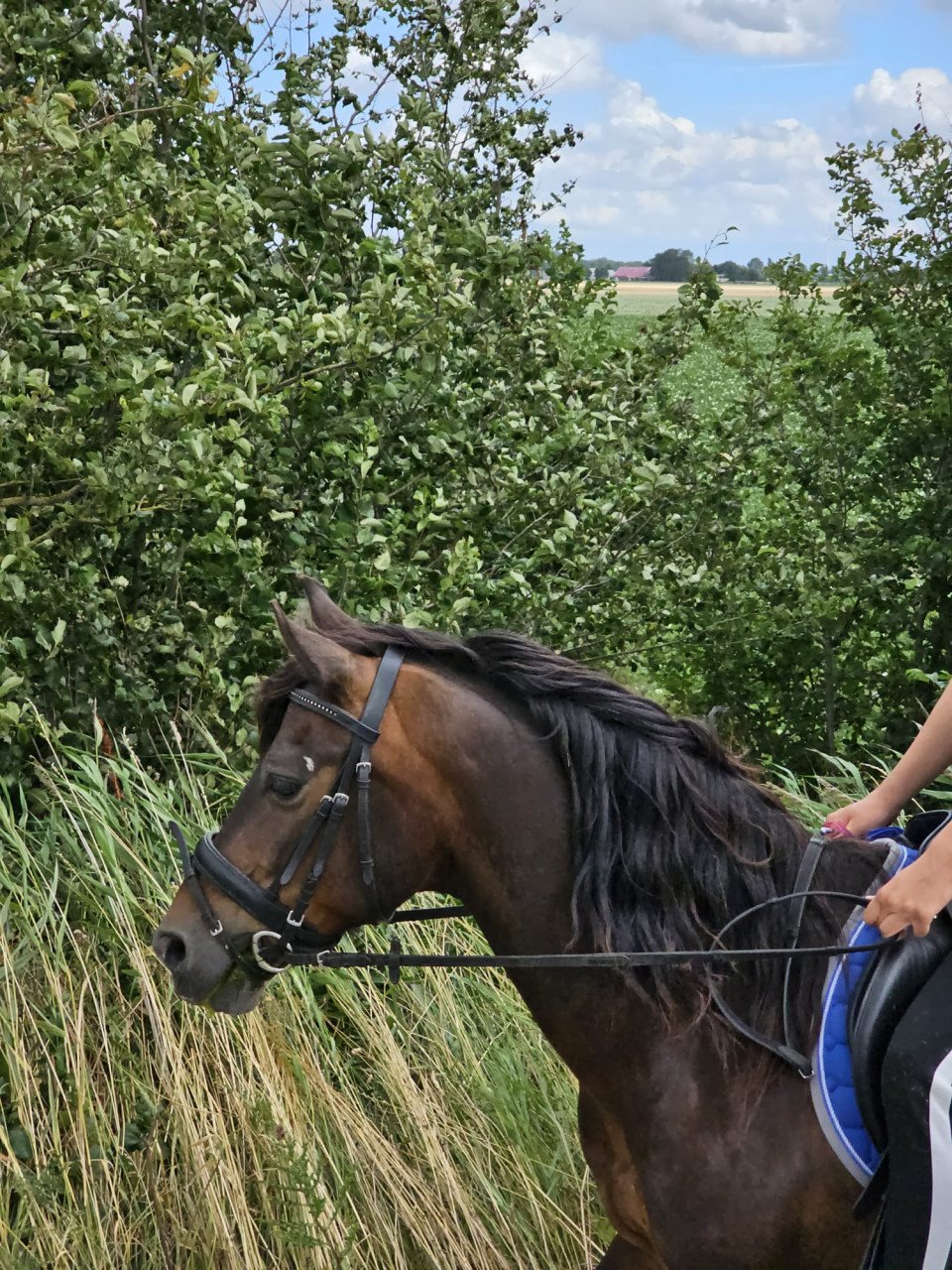 Recreatie pony te koop