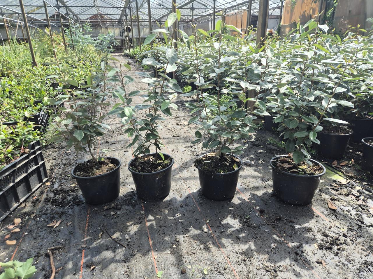 Olijfwilg potgekweekte haagplanten ca. 80 cm hoog