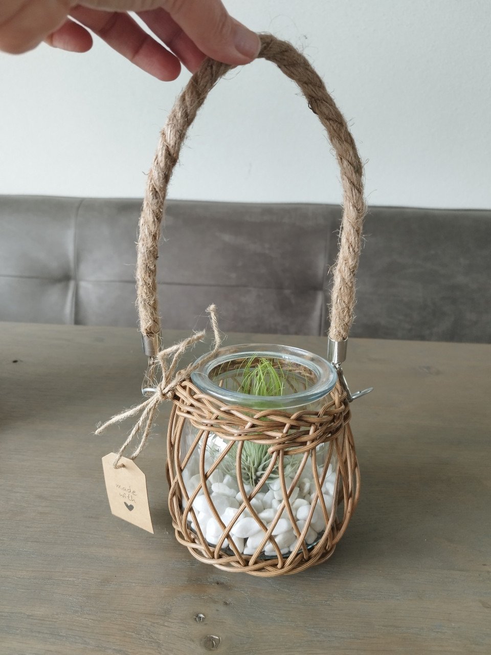 Tillandsia in leuk potje