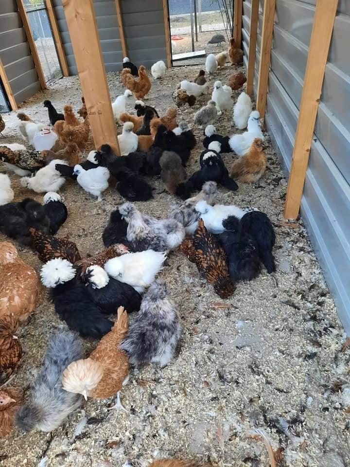 Grote keuze leghennen, sier- en krielkippen