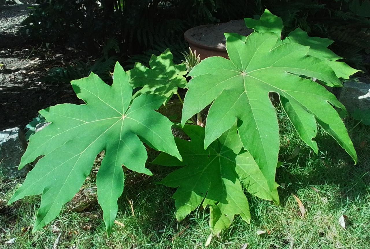 Tetrapanax, Chinese rijstpapierplant.