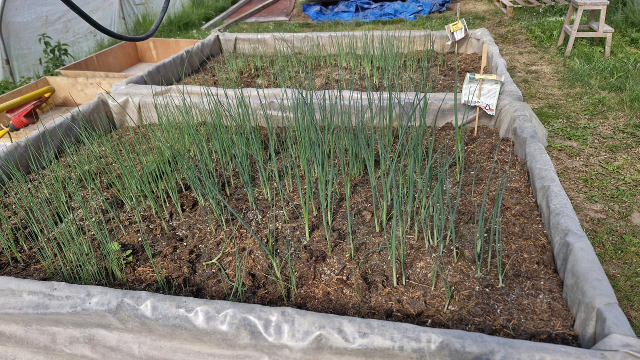 Laatste Prei en IJsbergsla plantjes