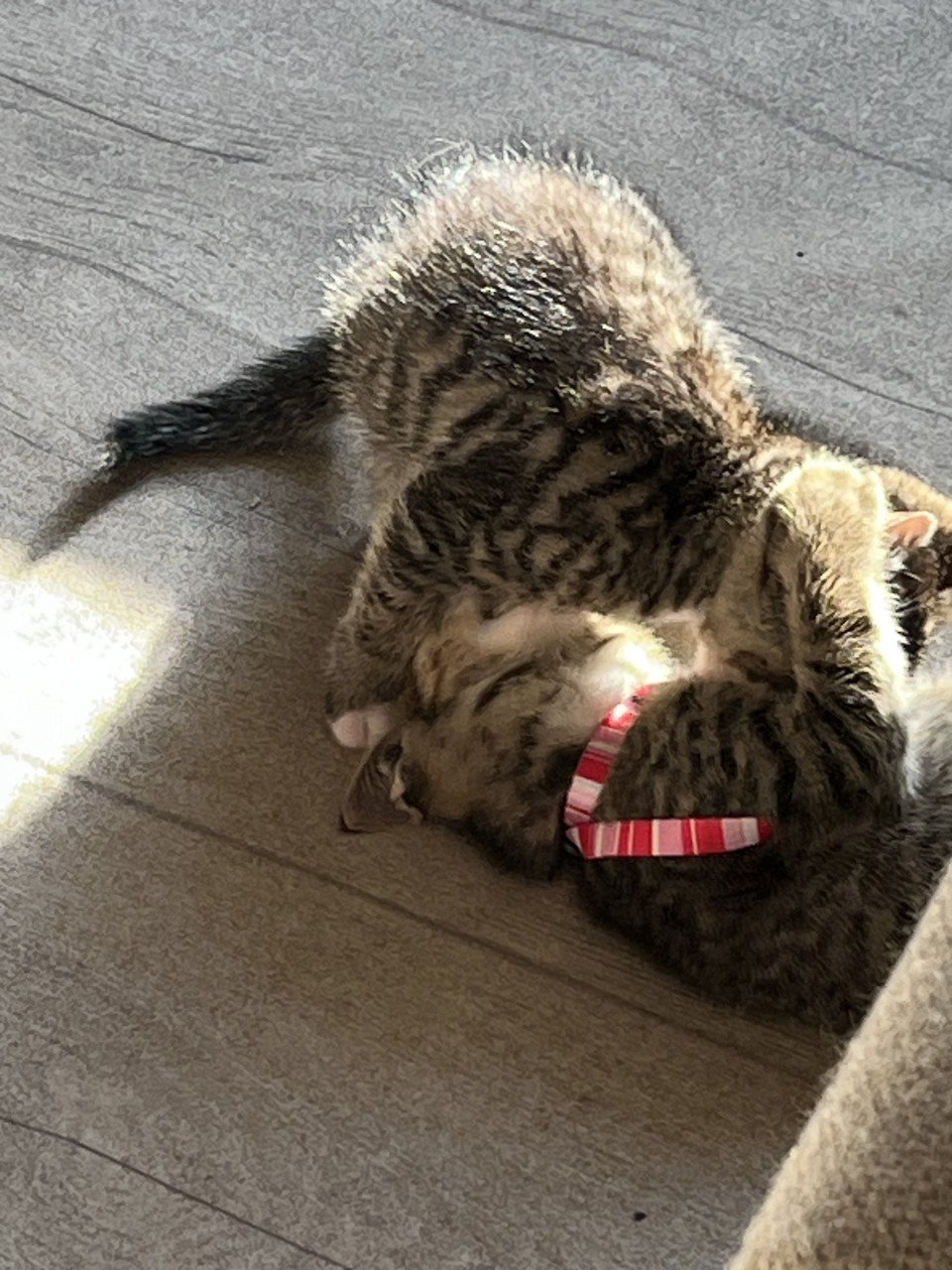 Kittens