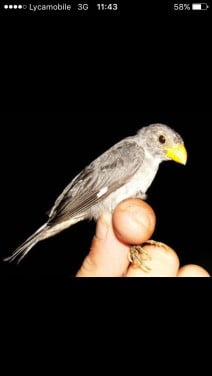 Ik zoek iemand die een koppeltje vogels lan laten paren.