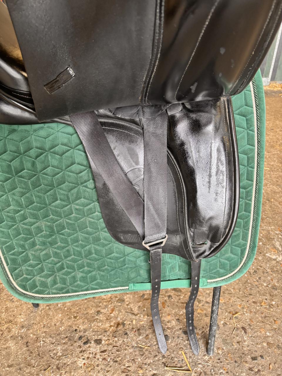 Anatomica Cygnus dressuurzadal