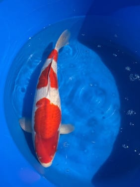 Kohaku dainichi met certificaat