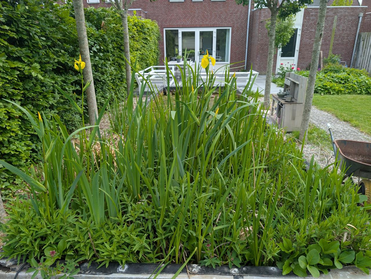 Vijverplanten | Zuurstofplanten | Waterlelies | Gele lis krat