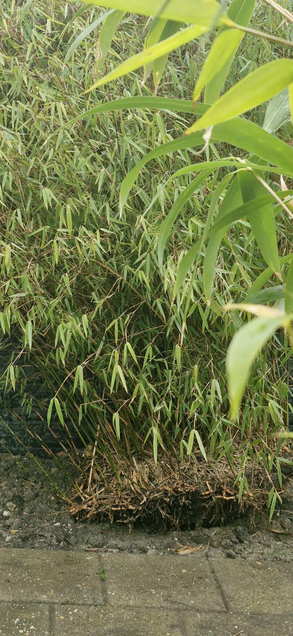 Mooie Bamboe .. 2 meter hoog