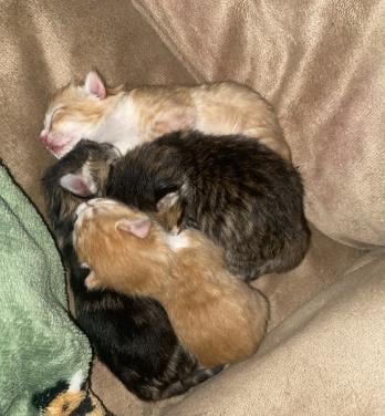 GERESERVEERD! Kittens te koop