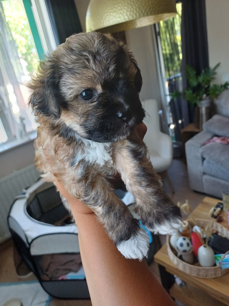 Puppies