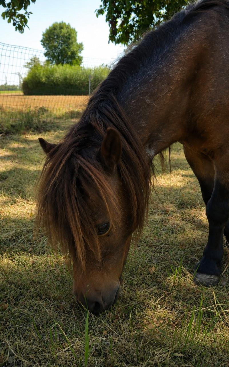 Lieve shetlander merrie