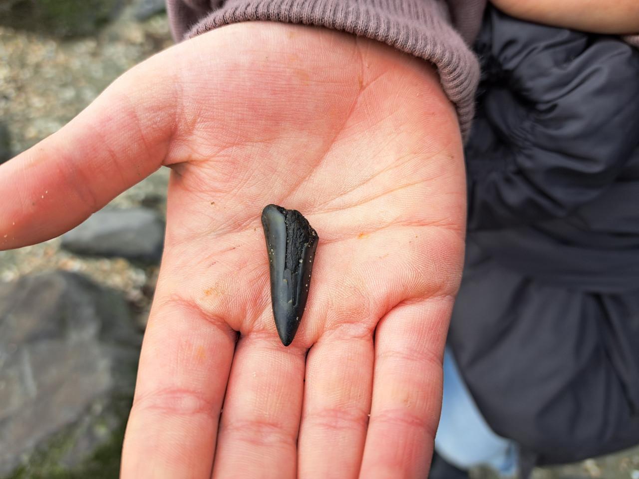 Strand Excursie Haaientanden en fossielen zoeken