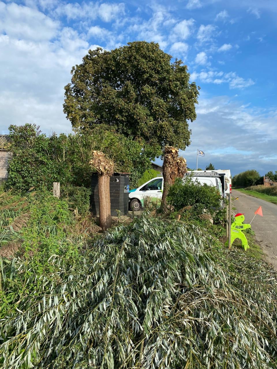 Wilgentakken van geknotte bomen (waaronder takken van 4 m voor aanplant)