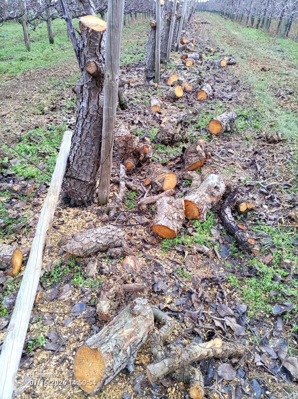 Openhaardhout peren, stammen en takken, pas gerooid.