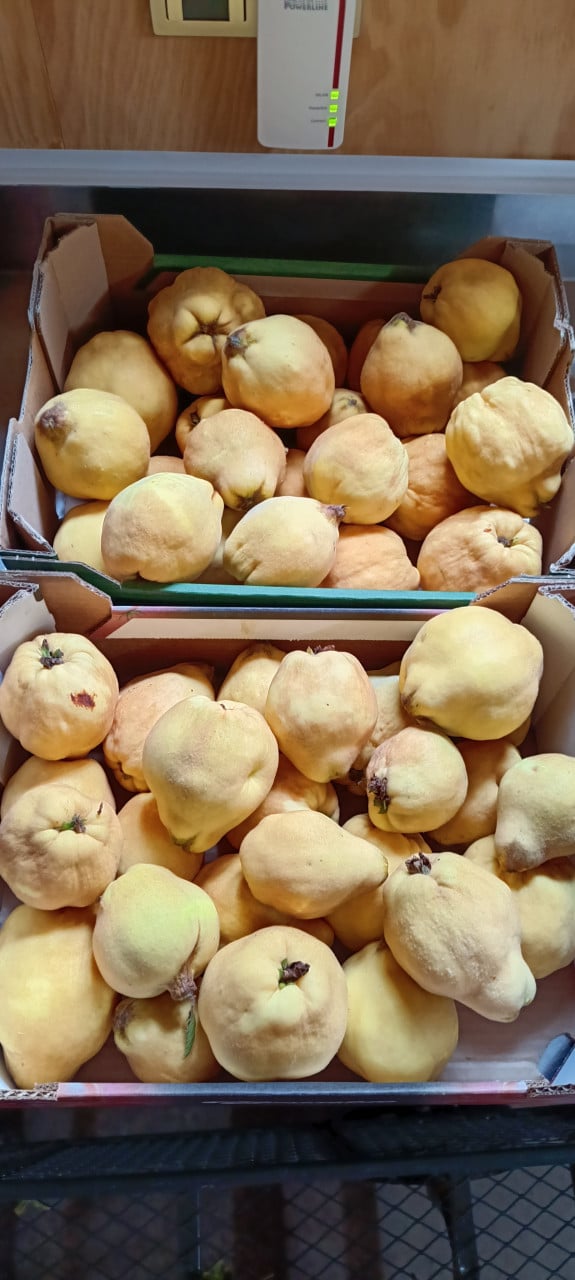 Mooie biologische kweeperen aangeboden, grote peren voor €1,50 per kilo
