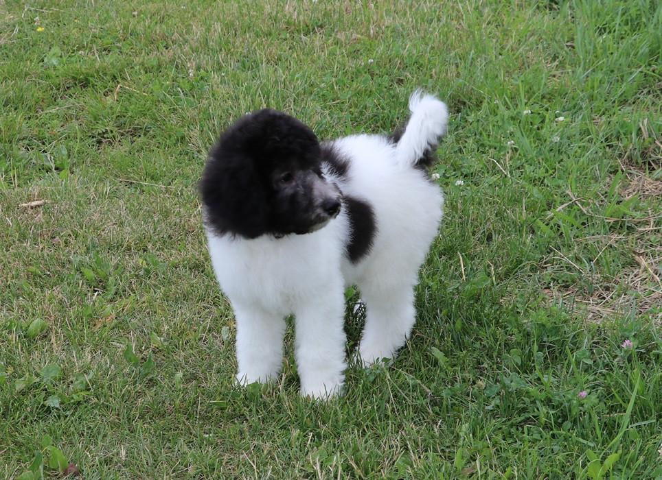 Bonte Harlekijn labradoodle pups
