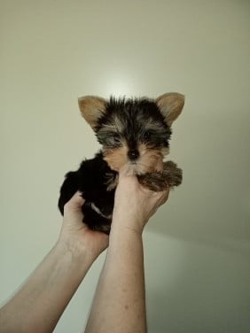 Yorkshire terrier pup  GERESERVEERD