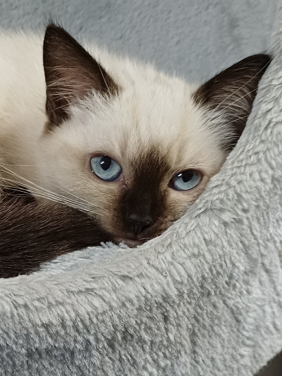 Super mooi Brits Korthaar x Ragdoll kitten