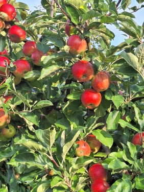 Nieuwe oogst fruit
