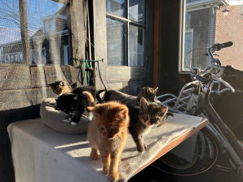 Lieve kittens te koop (gechipt en geent)