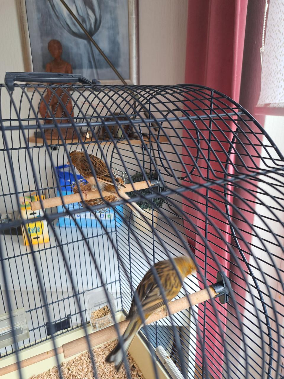 Vogelkooi op standaard