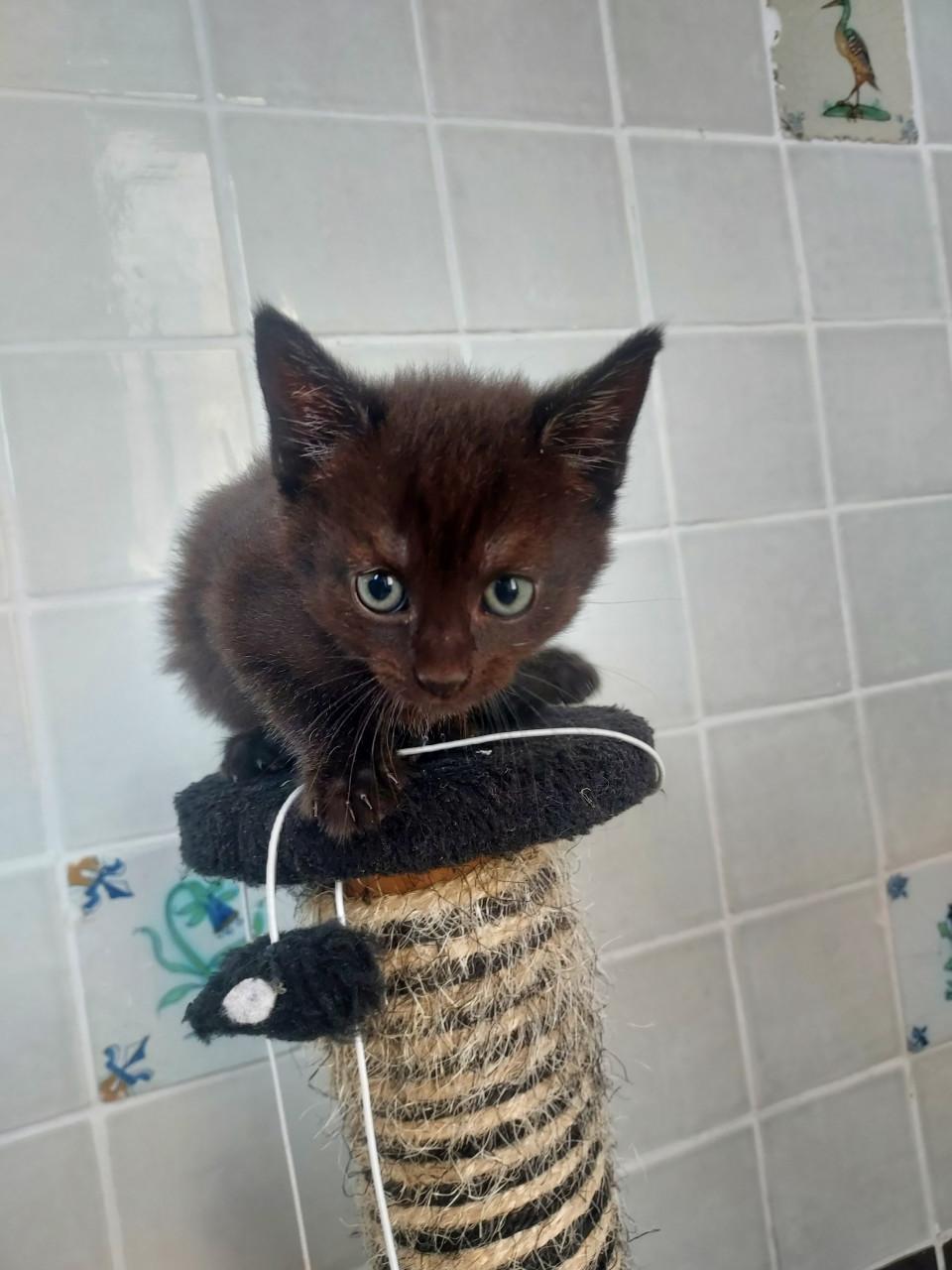 Kittens