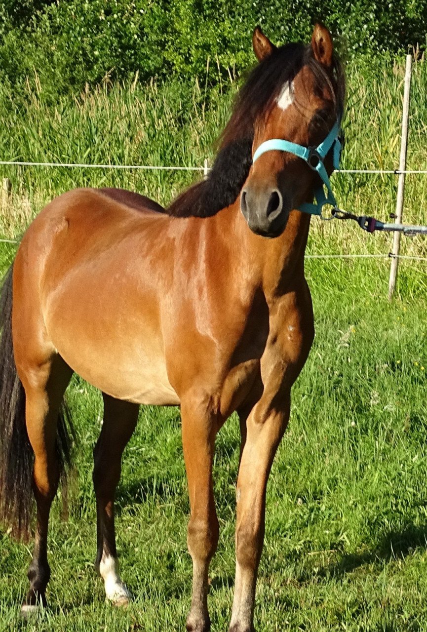 Knappe pony