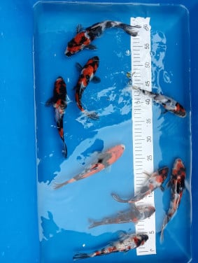 Japanse koi! Tosai showa