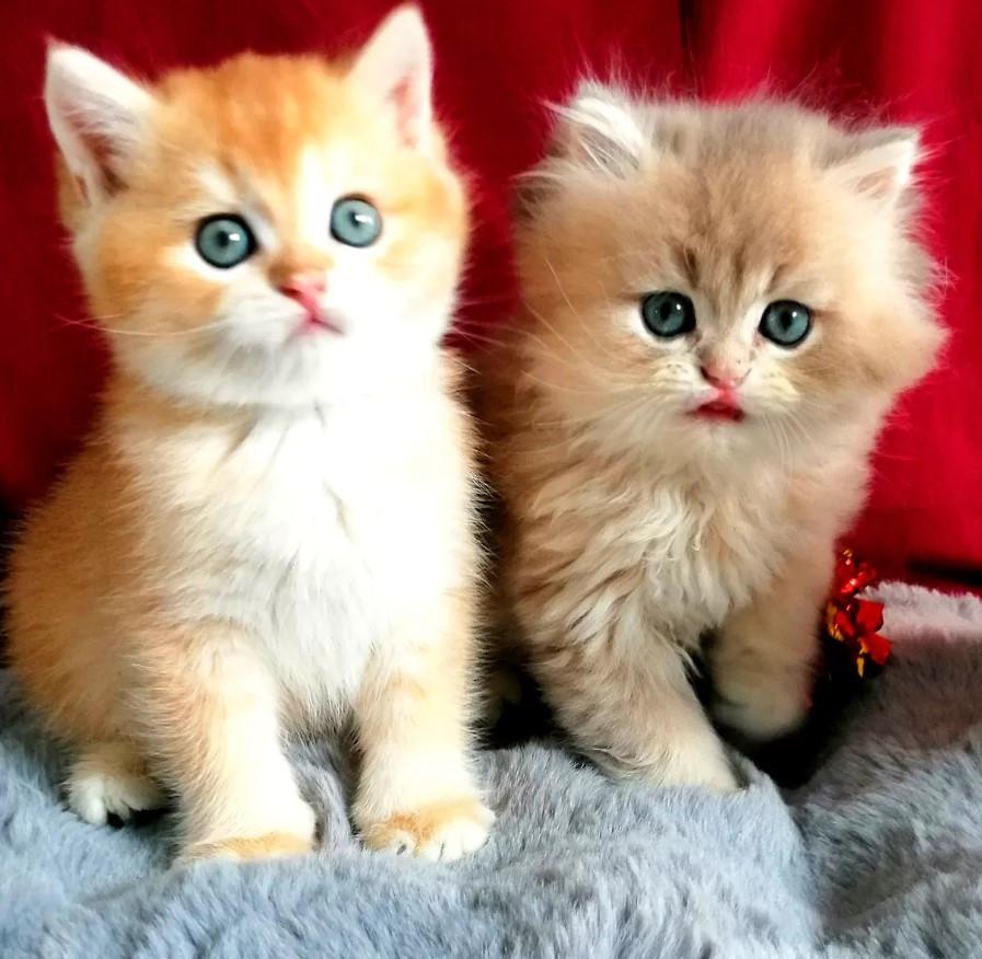 Britse korthaar kittens