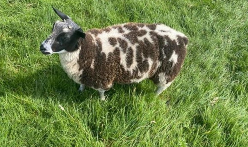 Dekram klaar met dekken hier RAM schaap schapen