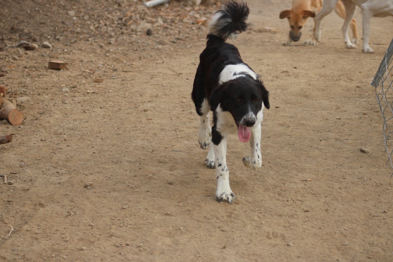 Alora Dog Rescue: Mike, wie geeft hem een mand?