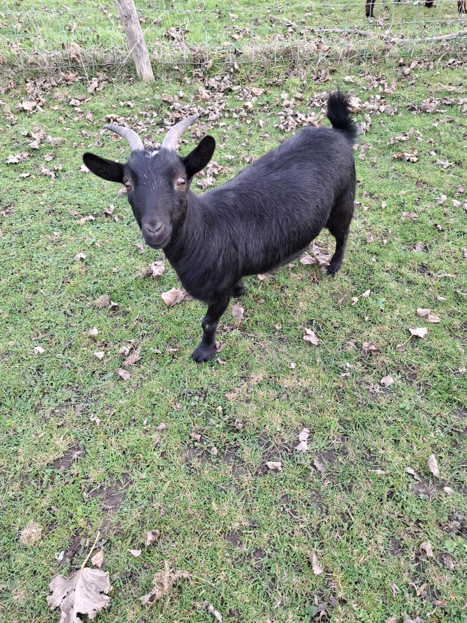 Gratis, 2 lieve  jonge geitjes