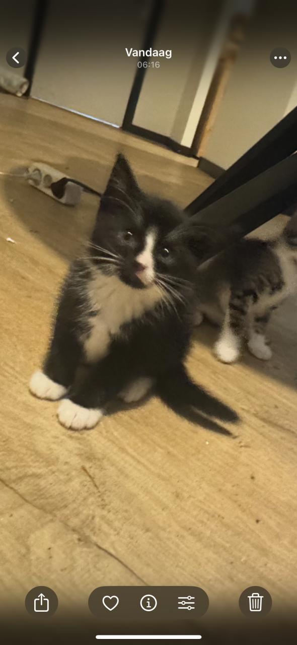 Kittens tekoop